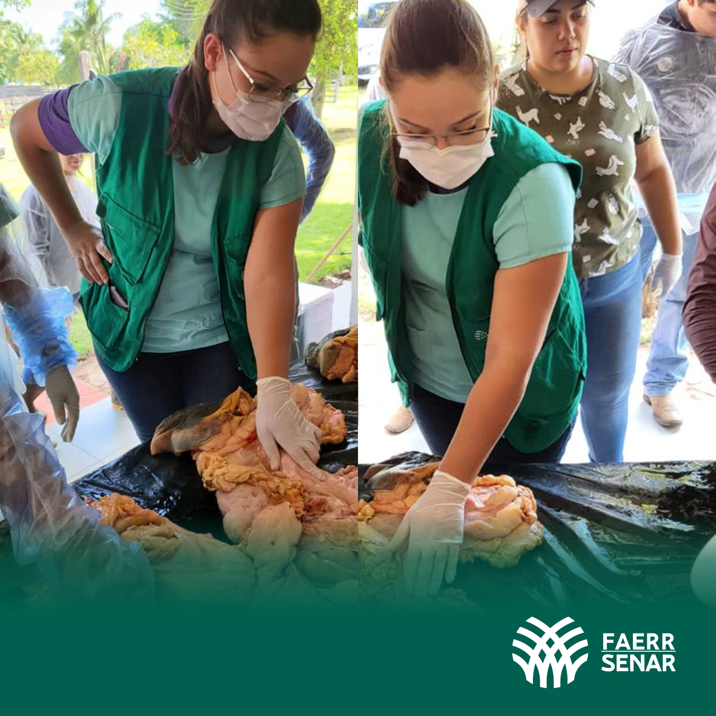 Inseminacao Artificial 1